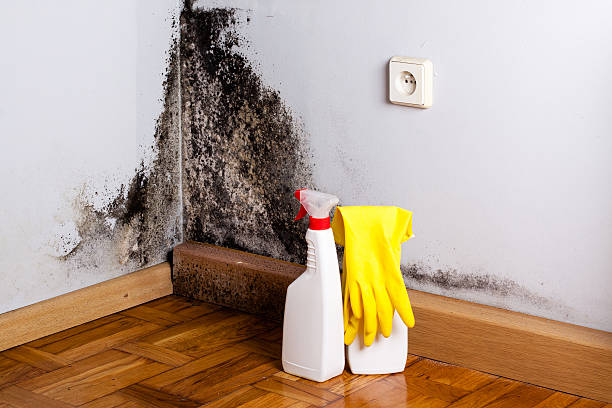 Crawl Space Mold Removal in Bishopville, SC