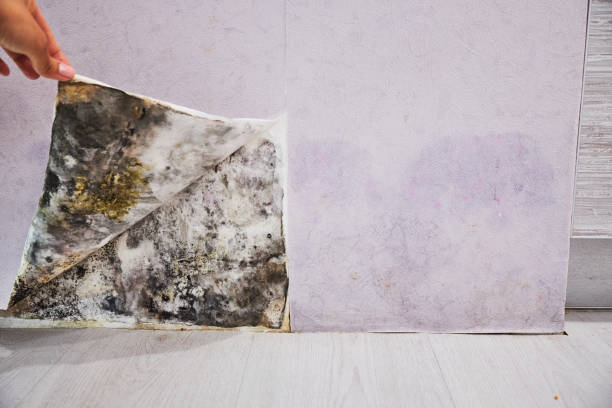 Best Residential Mold Removal  in Bishopville, SC